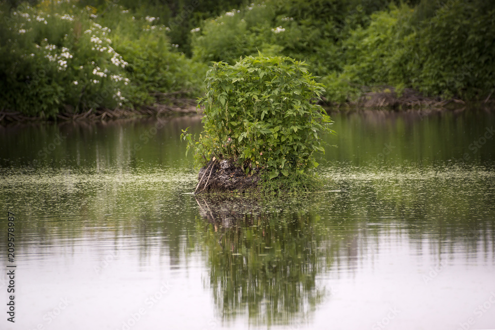 Summer landscape. swamp, marsh, bog, quagmire, morass, backwater. An area of low-lying, uncultivated ground where water collects; A bog or marsh. Summer landscape. swamp, marsh, bog, quagmire, morass, backwater. An area of low-lying, uncultivated ground where water collects; A bog or marsh.
