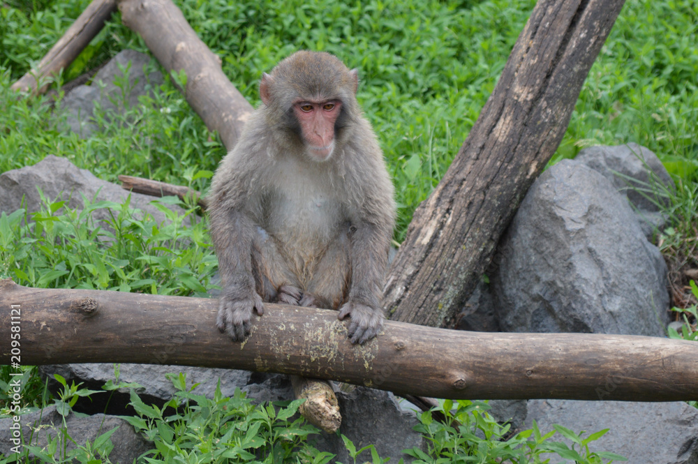 A Snow monkey