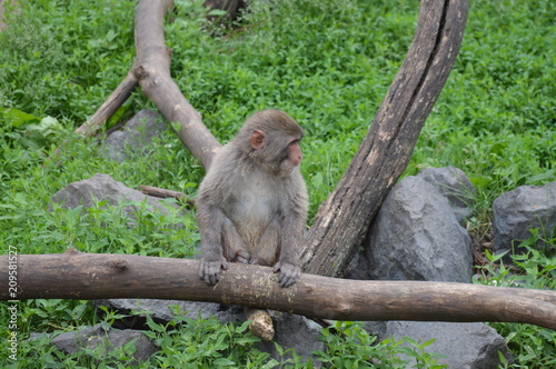 A Snow monkey