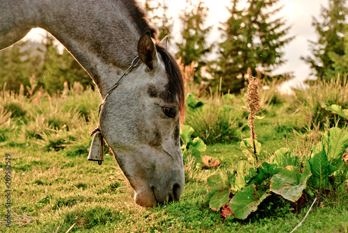the gray horse eats © Eugene