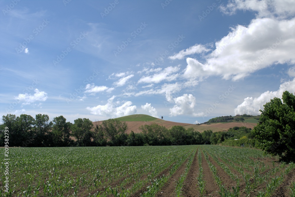field,mais,crops,landscape,agriculture,hill,sky,blue,view