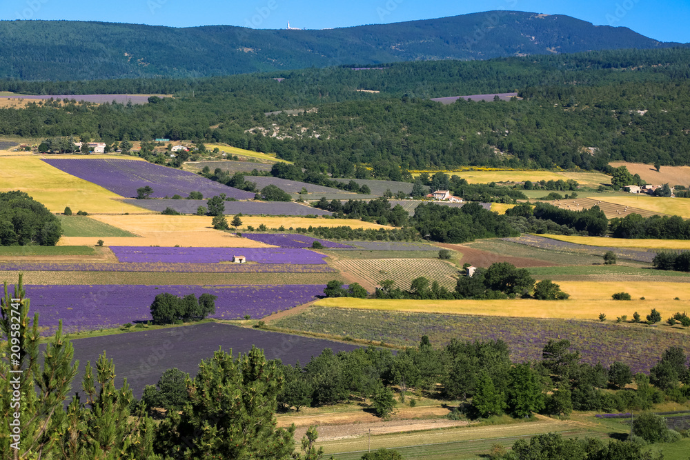 Obraz premium lavender fields in Provence. Lanscape of France