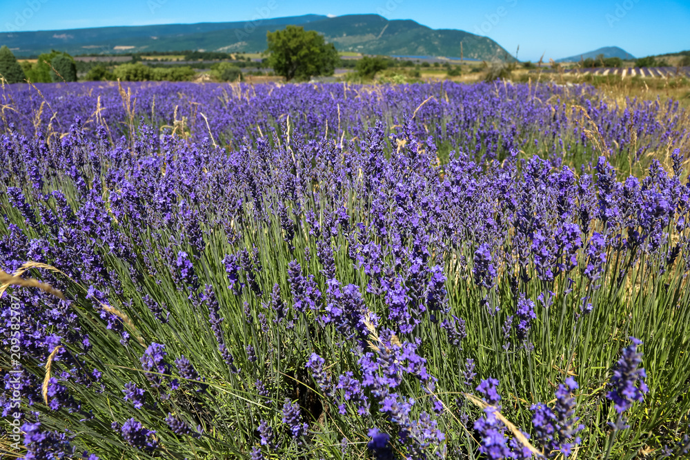 Naklejka premium pole lawendy łąka w godzinach popołudniowych. Prowansja. Francja