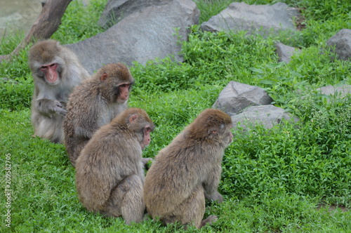 A Snow monkey