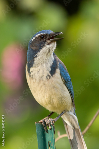 Bluejay bird up close shot.