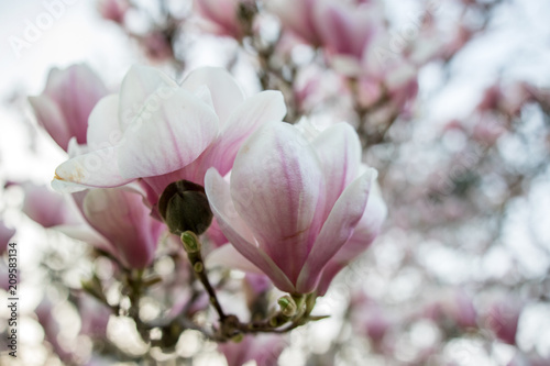 Magnolie in Blüte im Frühjahr