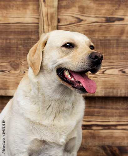 dog labrador on a wooden background