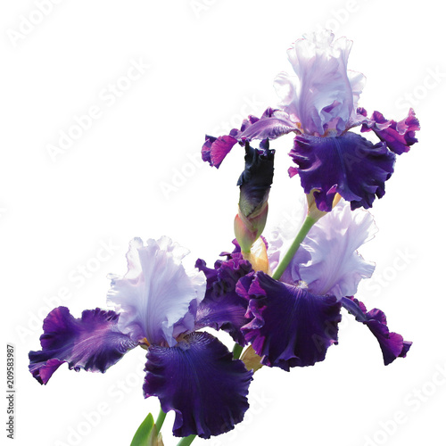Fototapeta Naklejka Na Ścianę i Meble -  Iris varieties of the Great Gatsby isolated on white background. Beautiful blue and purple flowers.