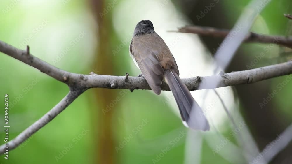 Bird (Malaysian Pied Fantail, Rhipidura javanica) black and white color perched on a tree in a nature wild Bird (Malaysian Pied Fantail, Rhipidura javanica) black and white color perched on a tree in a nature wild