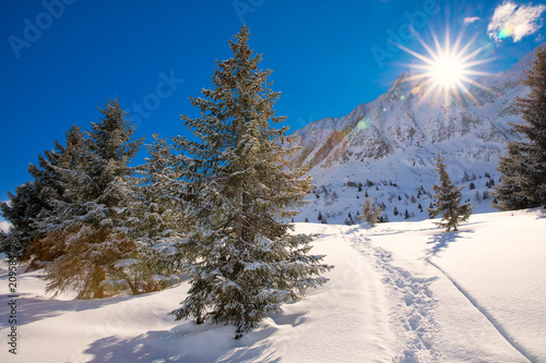 Trees covered by fresh snow in Alps. Stunning winter landscape. photo