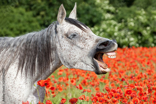 Portrait of nice arabian horse in red poppy field