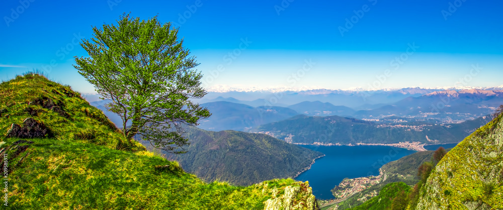 Naklejka premium Lonely tree above Lugano city. View to Swiss Alps from Monte Lema, Canton Ticino, Switzerland, Europe.
