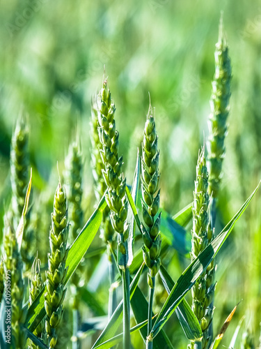 Green wheat a month before harvest. Blured background.