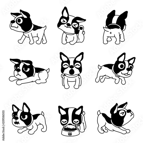 Set of vector cartoon character boston terrier dog poses for design.