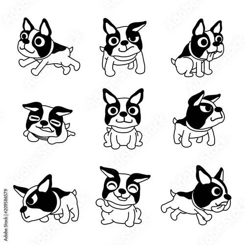 Vector cartoon character boston terrier dog poses set for design.