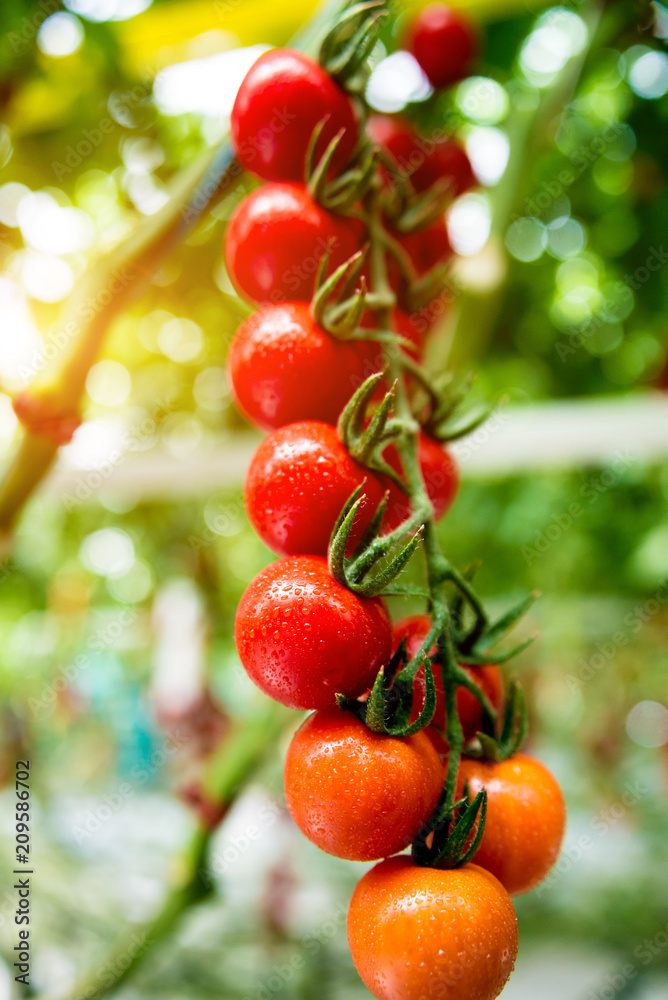 Beautiful red ripe tomatoes grown in a greenhouse.
