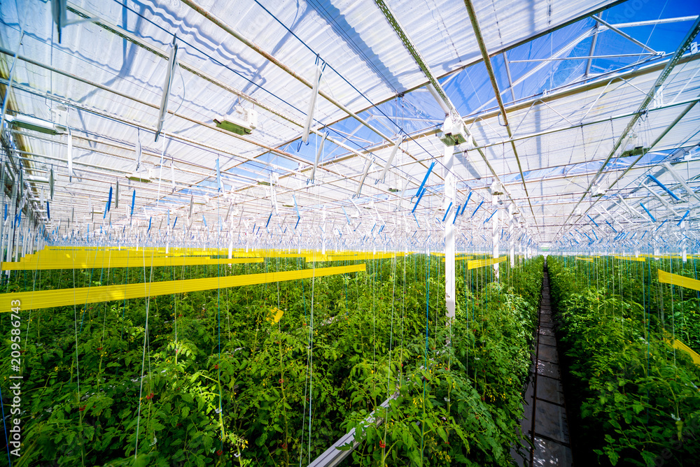 Fototapeta premium Rows of plants growing inside big industrial greenhouse.