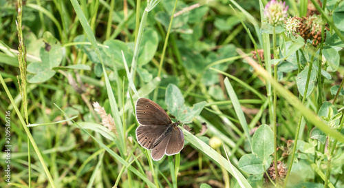 Aphantopus hyperantus,Schornsteinfeger photo