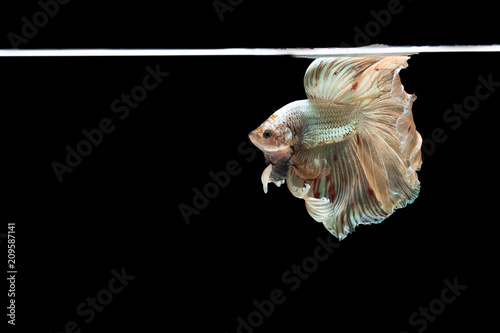 Halfmoon betta beautiful fish. capture the moving moment beautiful of siam betta fish in thailand on black background. Rhythmic of Betta fish, siamese, fighting fish, betta splendens. photo