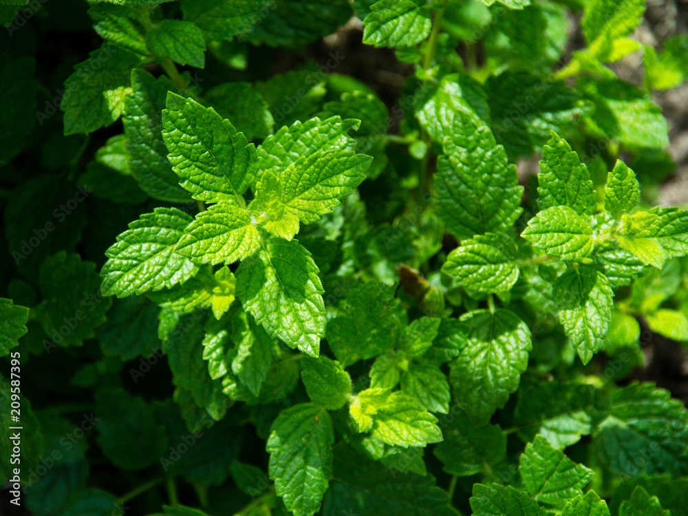 melissa officinalis foliage closeup melissa officinalis foliage closeup