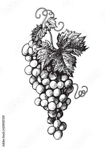 Hand drawn bunch of grapes