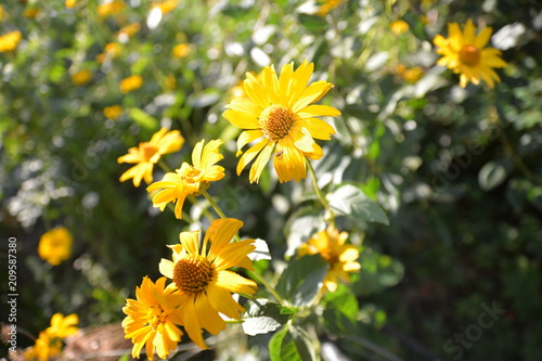 yelloy daisies