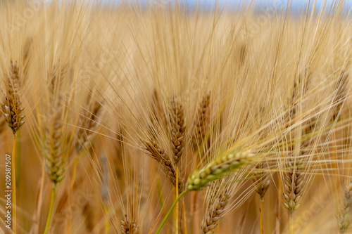 Close up view of the ears of golden wheat field in summer