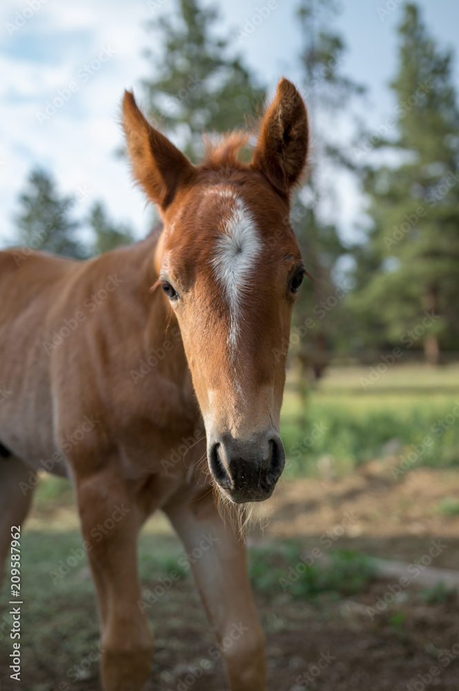 Chestnut Colt