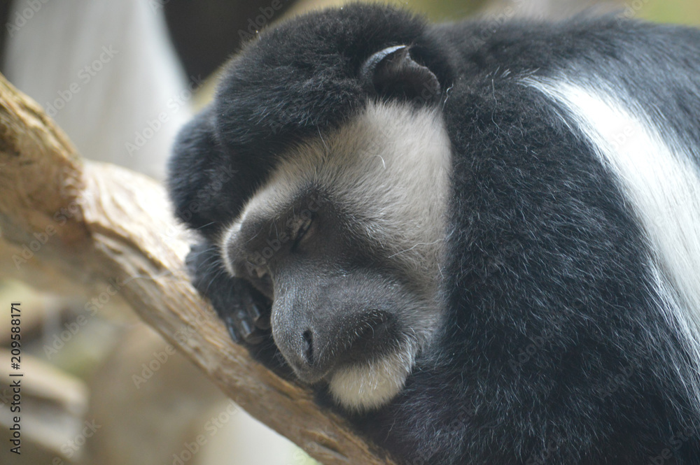 Obraz premium A Colobus Monkey