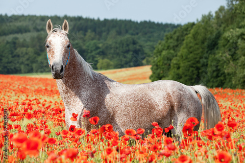 Portrait of nice arabian horse in red poppy field