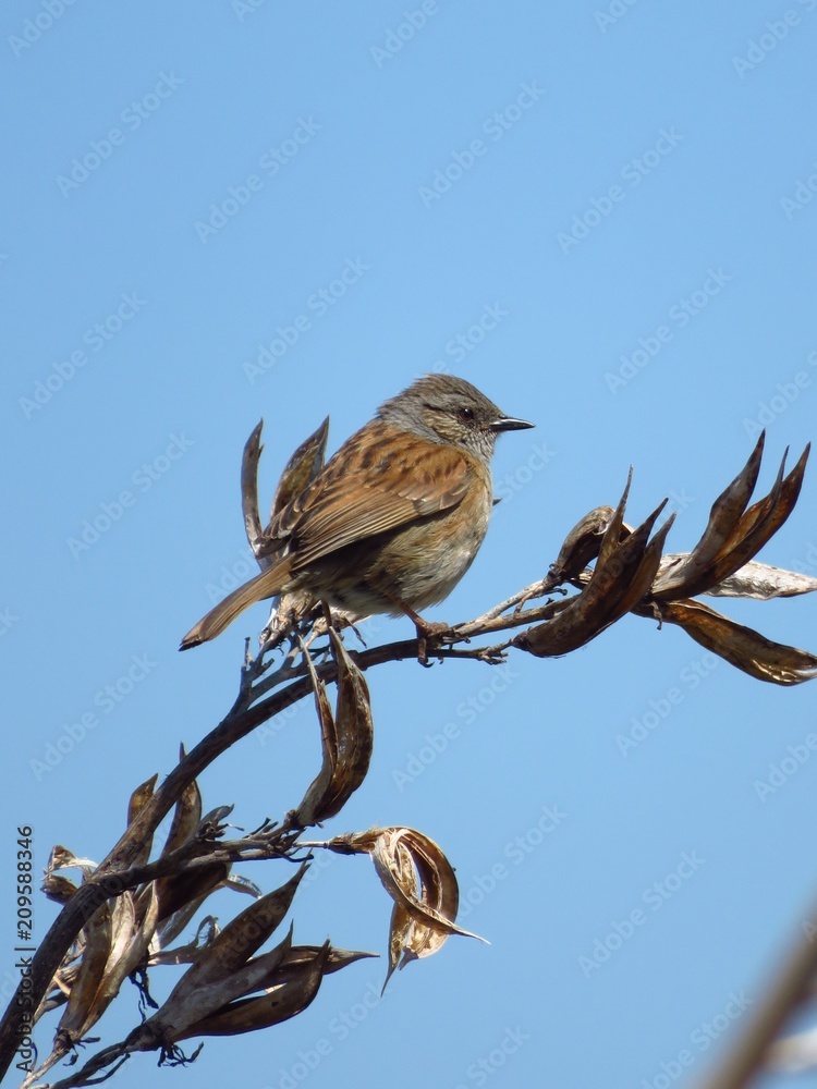 Moineau domestique perché sur une branche Moineau domestique perché sur une branche