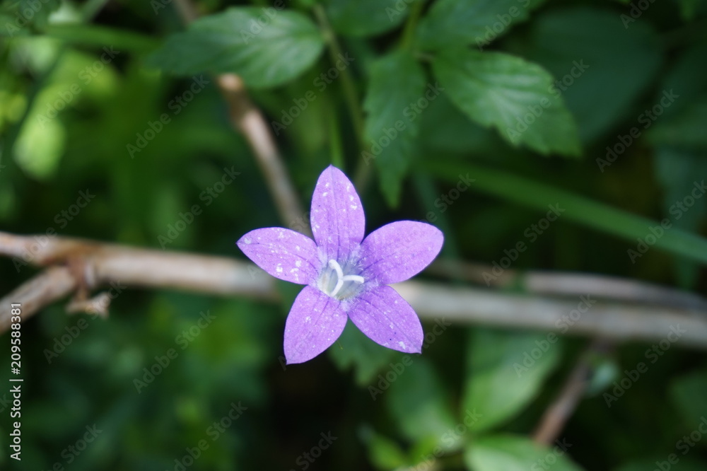 Violet flower