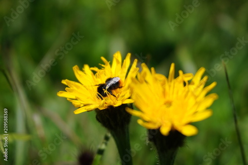 Yellow flowers  bee