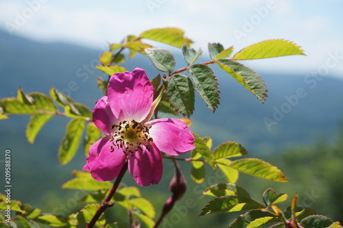 Fototapeta Naklejka Na Ścianę i Meble -  Pink flowers