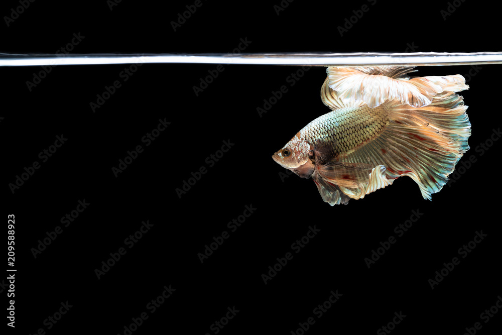 Halfmoon betta beautiful fish. capture the moving moment beautiful of siam betta fish in thailand on black background. Rhythmic of Betta fish, siamese, fighting fish, betta splendens.