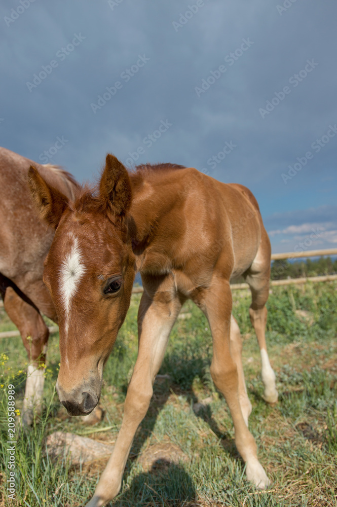 Colt with Mother in Field