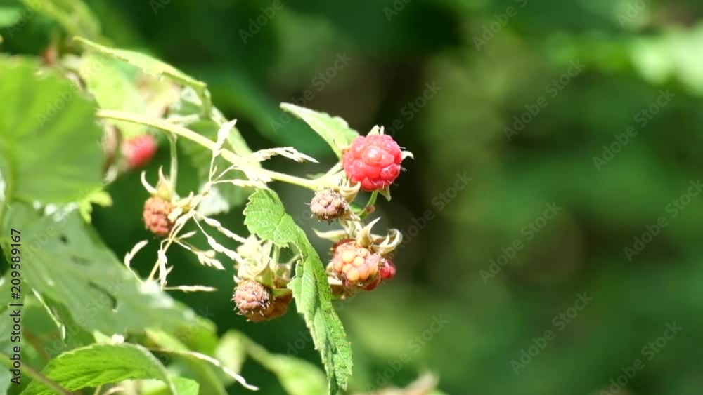 Berries of wild raspberries. Light breeze blowing (Rubus idaeus) Berries of wild raspberries. Light breeze blowing (Rubus idaeus)