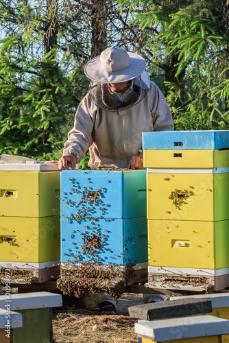 beekeeper working on beehives - catching his bees