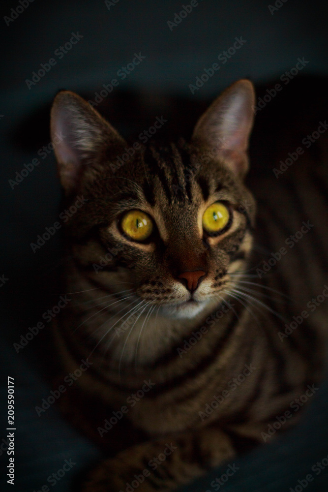 cat with yellow eyes