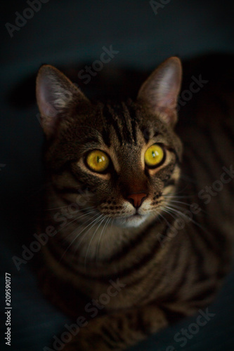 cat with yellow eyes © Наталья Ушакова