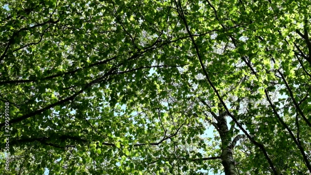 Crowns of the trees of the spring forest wobble Crowns of the trees of the spring forest wobble