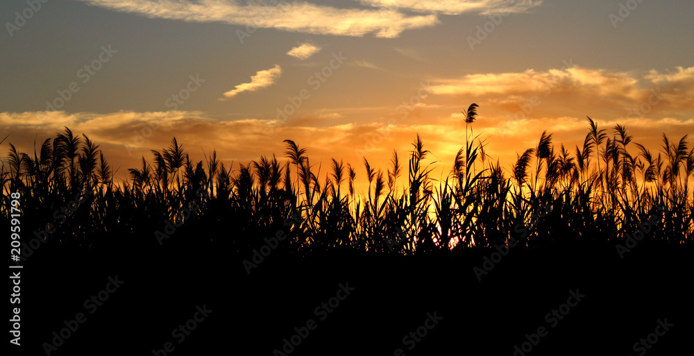 Sunset in the cane fields in Talamanca beach, Ibiza Sunset in the cane fields in Talamanca beach, Ibiza