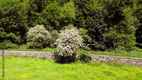 A buttercup meadow with stone wall and woodland.