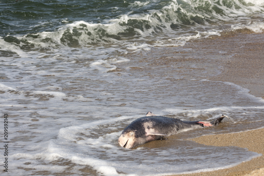Fototapeta premium Dead dolphin thrown out of the sea waves. On the coast of Southern Black Sea, Bulgaria.