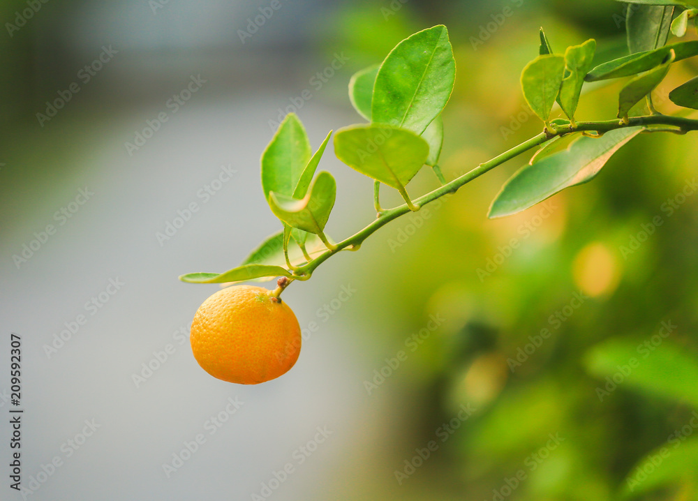 Small orange.