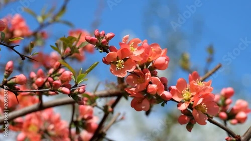 Orange-red flowers of Japanese quince. Blooming Maule's quince (Chaenomeles japonica)