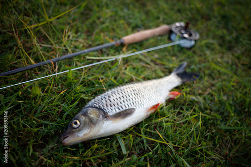 Fishing fly fishing chub lies on the grass, tackle for fly fishing, rod, reel, flyline. Fishing fly fishing poster. photo