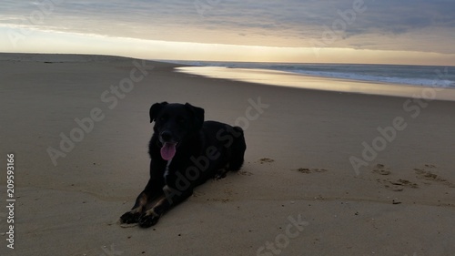 chien coucher de soleil