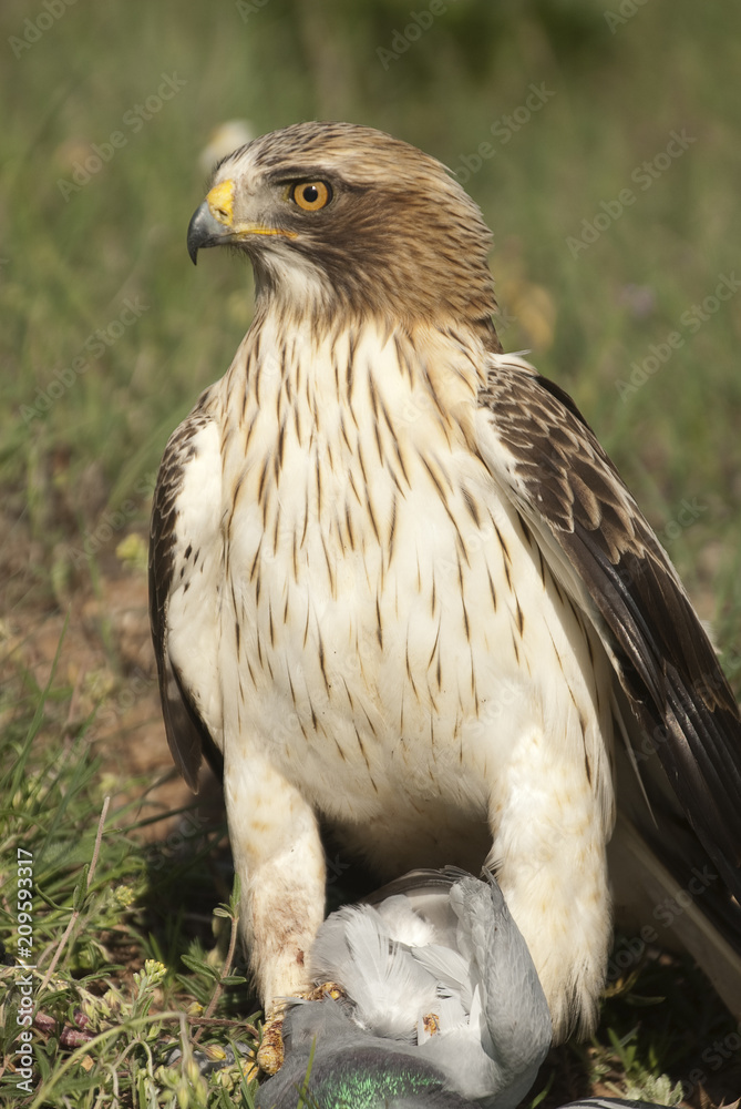 Painted eagle, pale morph, Aquila pennata, portrait with prey, pigeon Painted eagle, pale morph, Aquila pennata, portrait with prey, pigeon