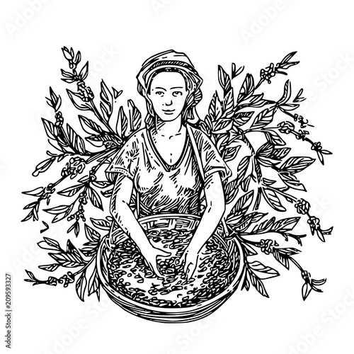 Coffee picker and branch coffee tree. Sketch. Engraving style. Vector illustration.